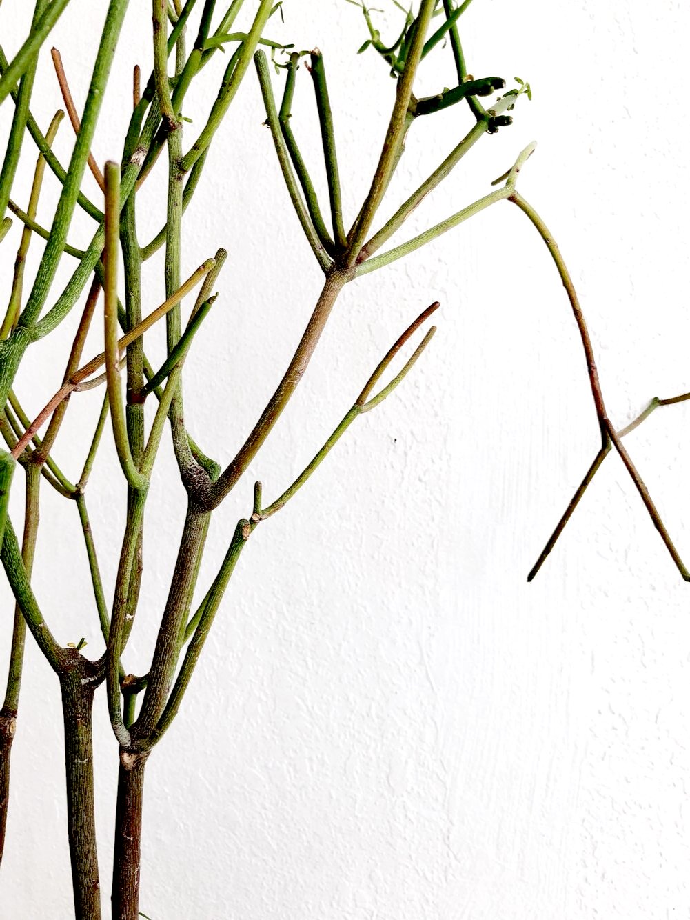 Euphorbia Tirucalli in Vintage Stoneware
