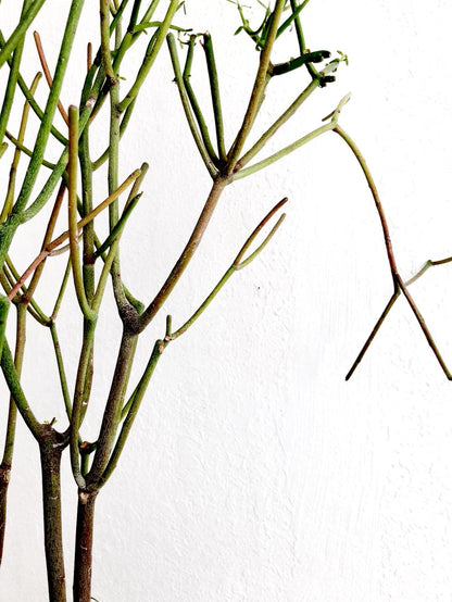 Euphorbia Tirucalli in Vintage Stoneware