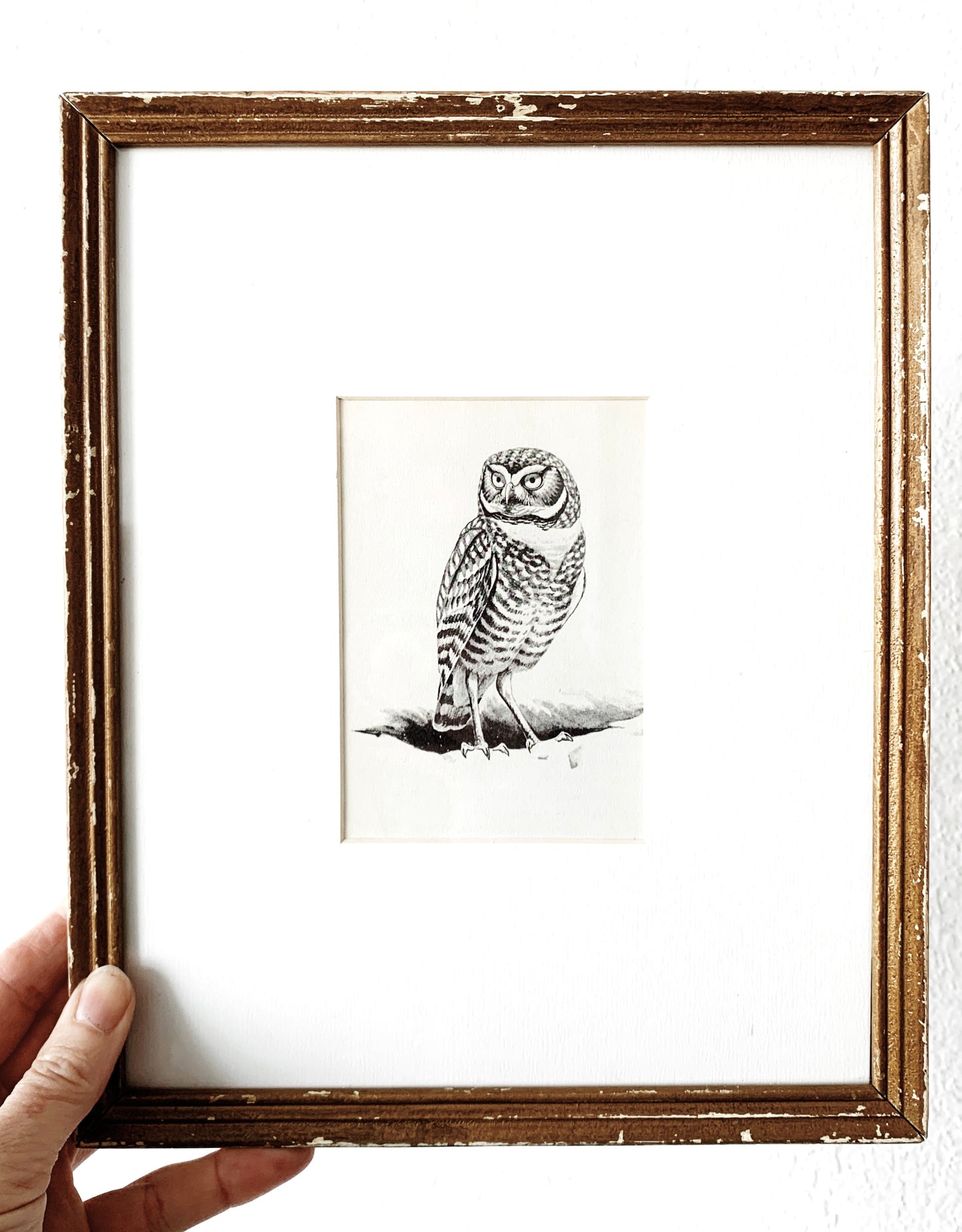 Antique Owl Framed Bookplate