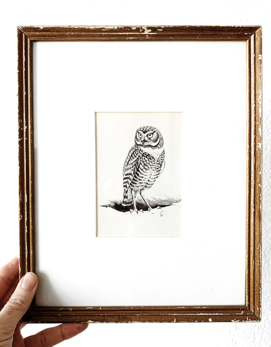 Antique Owl Framed Bookplate