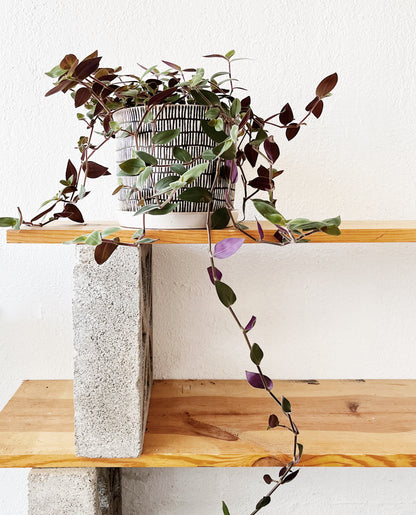 Tradescantia Potted in Ceramic