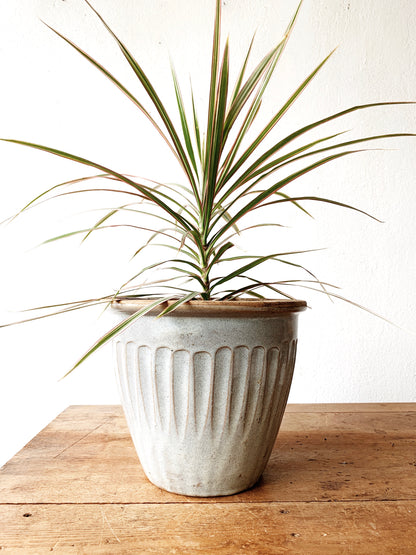 Medium Sized Potted Dracaena