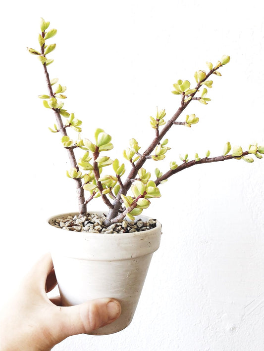 Succulent in Pottery