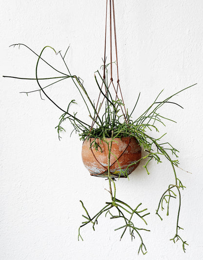 Rhipsalis in Vintage Clay