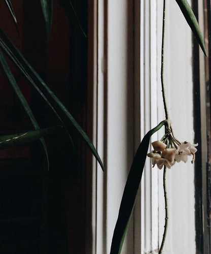 Large Hoya Kentiana in Terracotta Hanging Planter