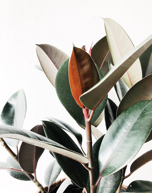 Large Ficus Elastica in Vintage Basket