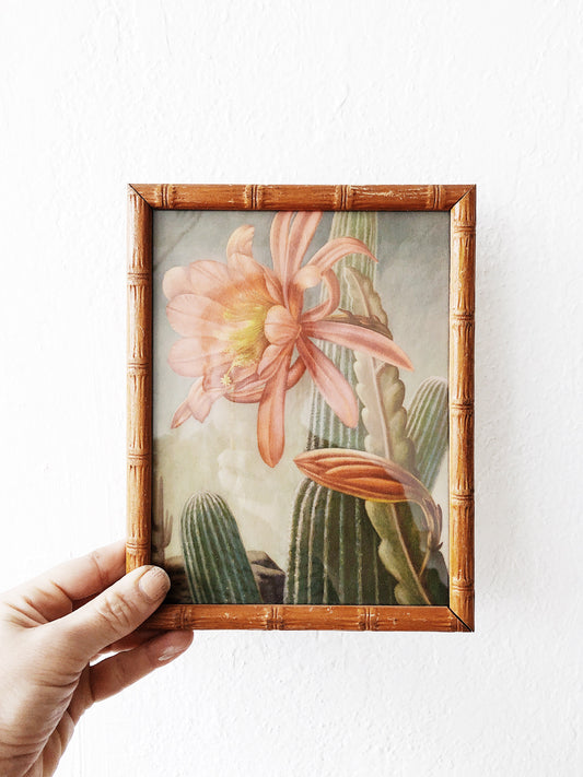 Vintage Orchid Cactus Lithograph