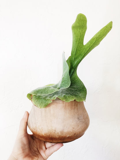 Platycerium in Vintage Wood Planter