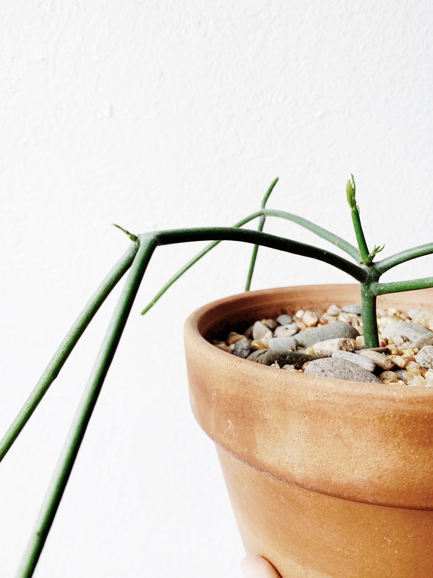 Walking Stick Cactus in Terra Cotta