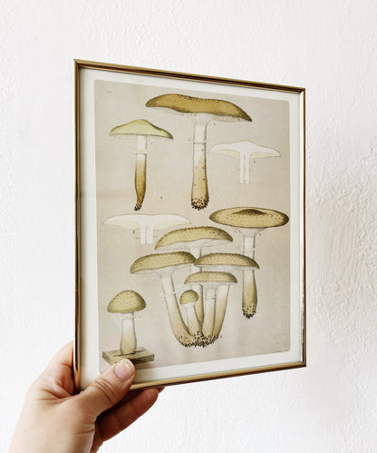 Vintage Mushroom Print