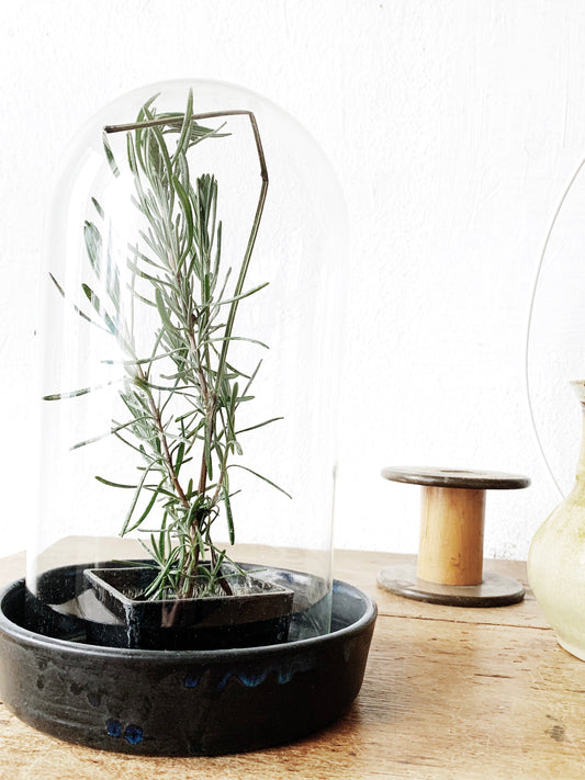 Glass Cloche With Pottery Dish and Floral Frog Terrarium