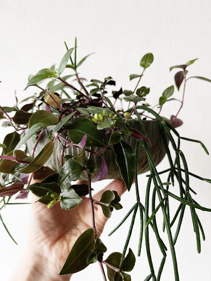 Potted Rhipsalis Garden