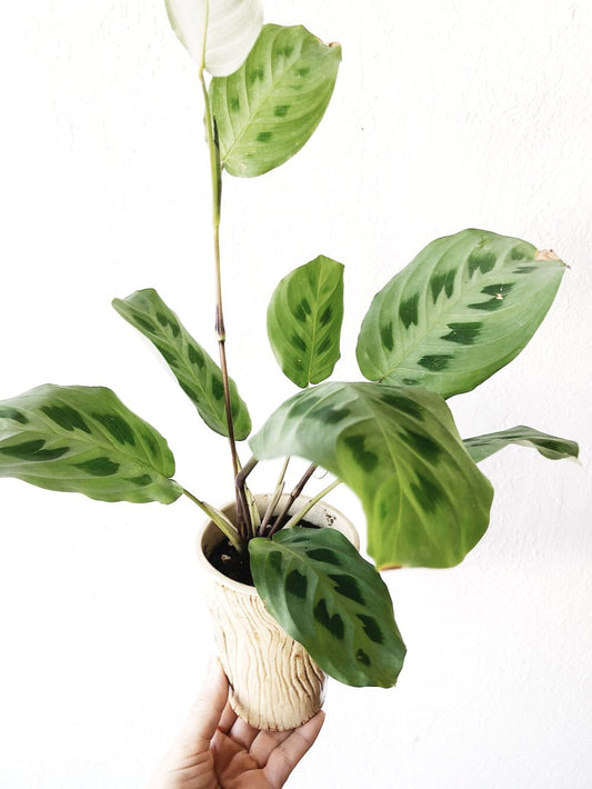 Maranta in Vintage Faux Bois Planter