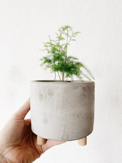 Large Vintage Cloche Terrarium with Potted Fern