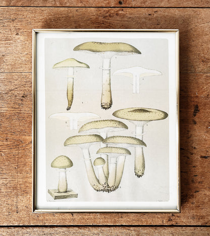 Vintage Mushroom Print