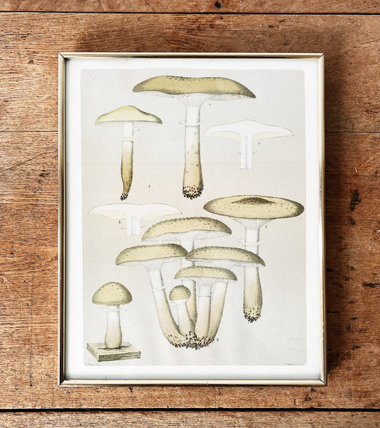 Vintage Mushroom Print