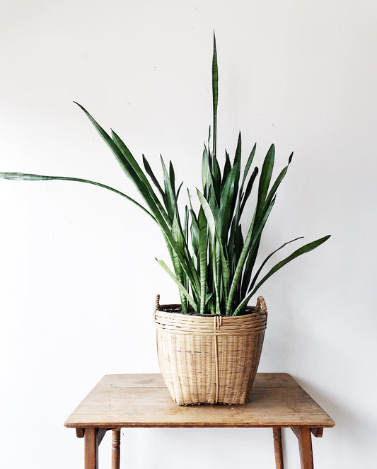 Mature Sanseveria in Basket Planter