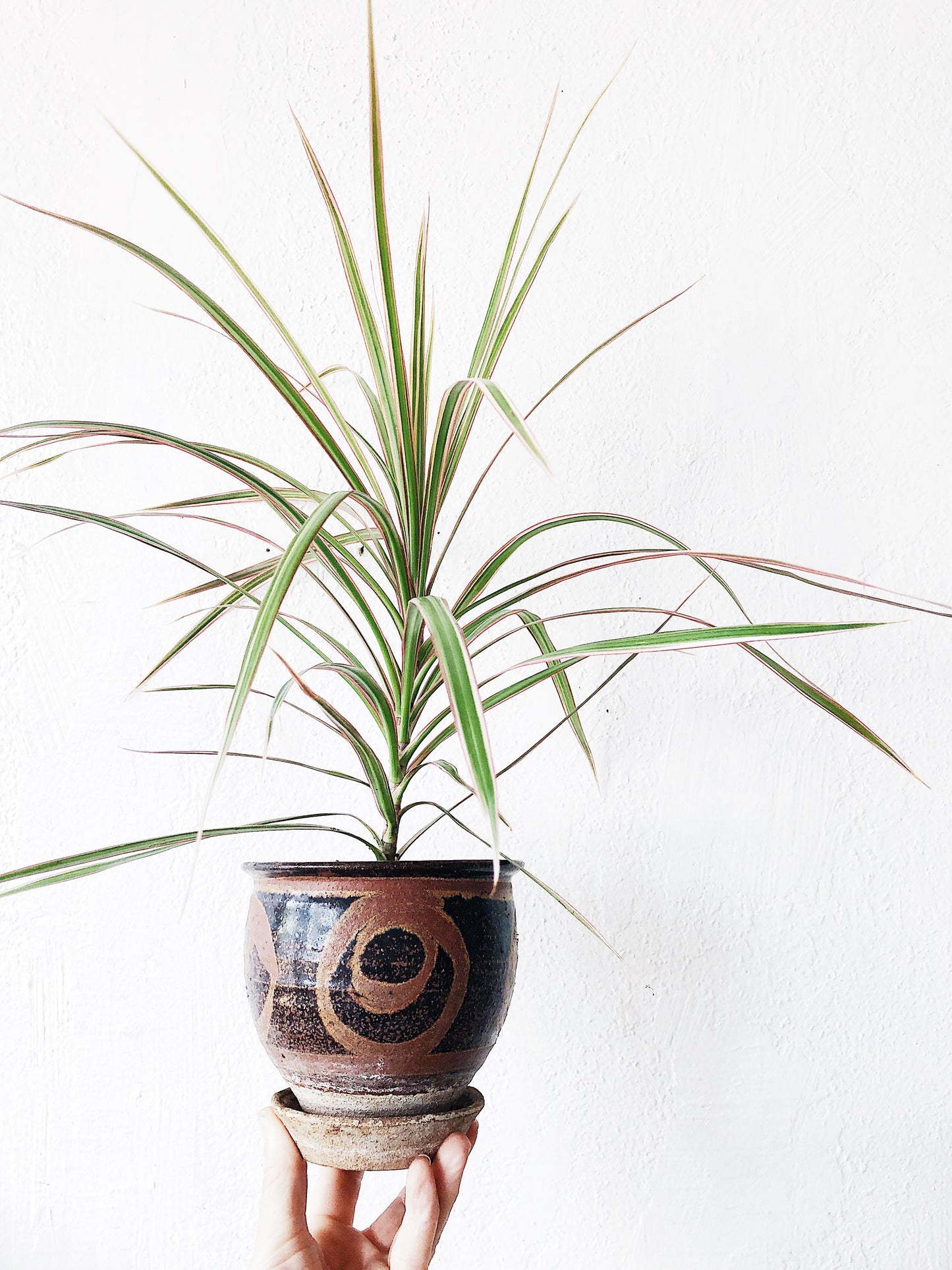 Dracaena in Vintage Pottery