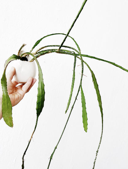 Epiphyllum in Hanging Ceramic