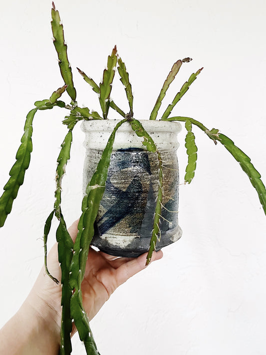Lepismium Cruciforme in Vintage Ceramic