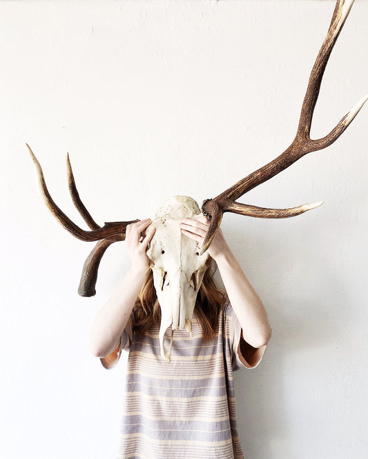 Giant Found Skull with Rack