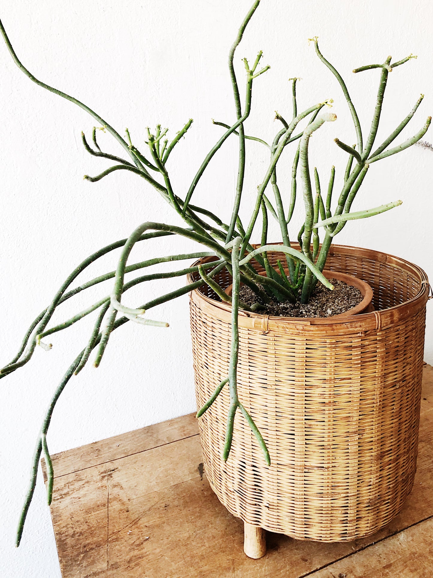 Oversized Bamboo Floor Planter
