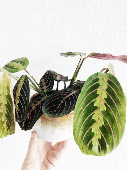 Maranta Leuconeura in Vintage Pottery Planter