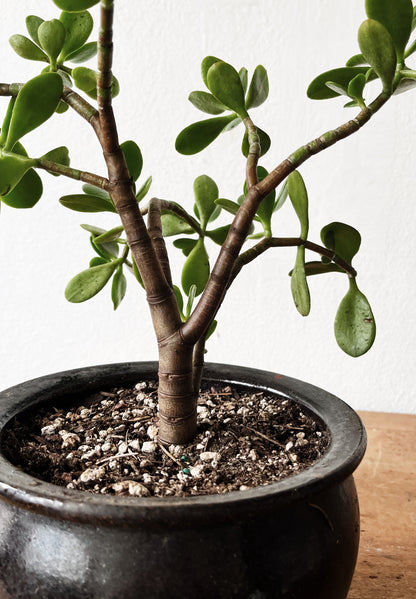 Potted Jade Plant