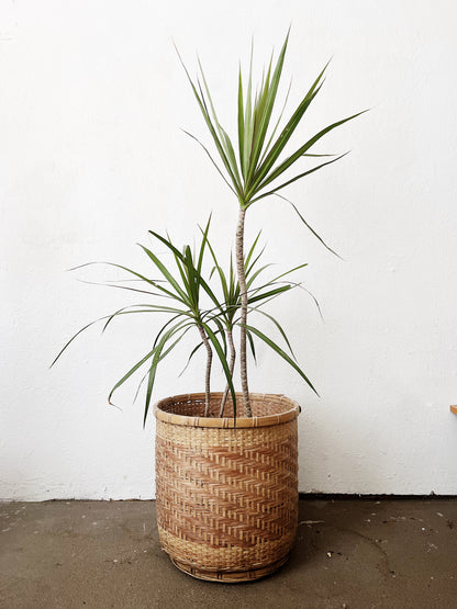 Potted Dracaena Palms