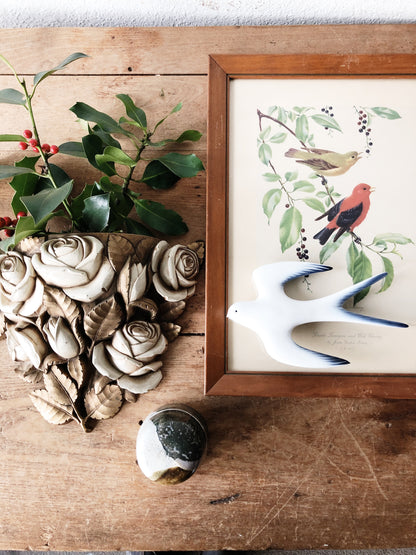 Vintage 1950s Natural History Lithograph