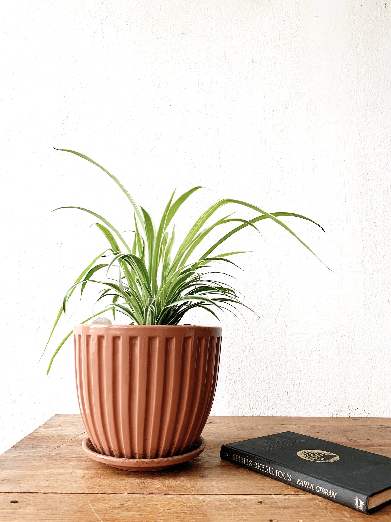 Spider Plant in Vintage NorCal Ceramic Tray Pot