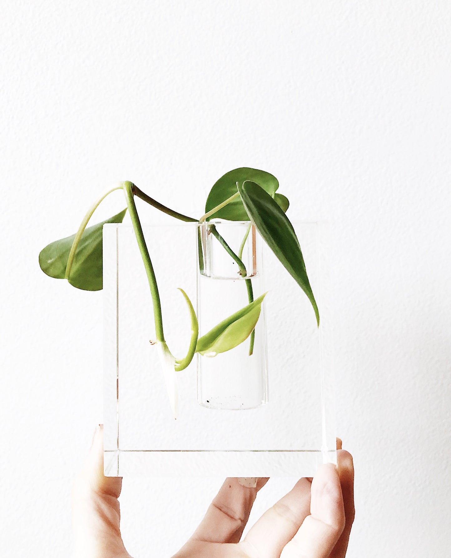 Modern Glass Propagation Vase