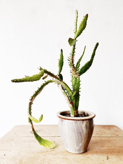Potted Opuntia in Vintage Pottery