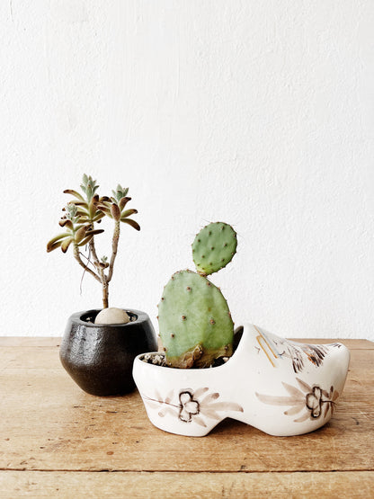 Potted Succulents in Vintage