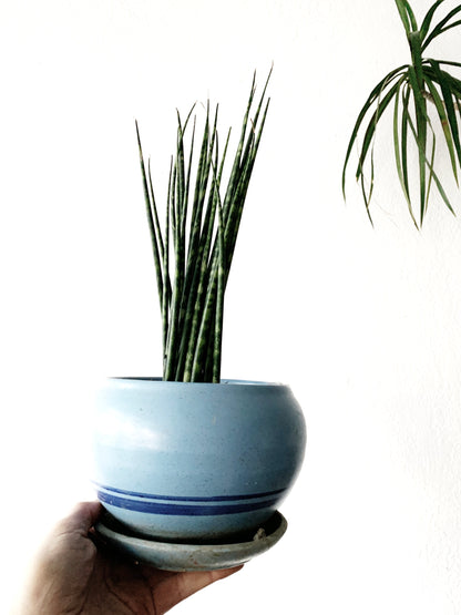 Sansevieria in Vintage Ceramic Tray Pot