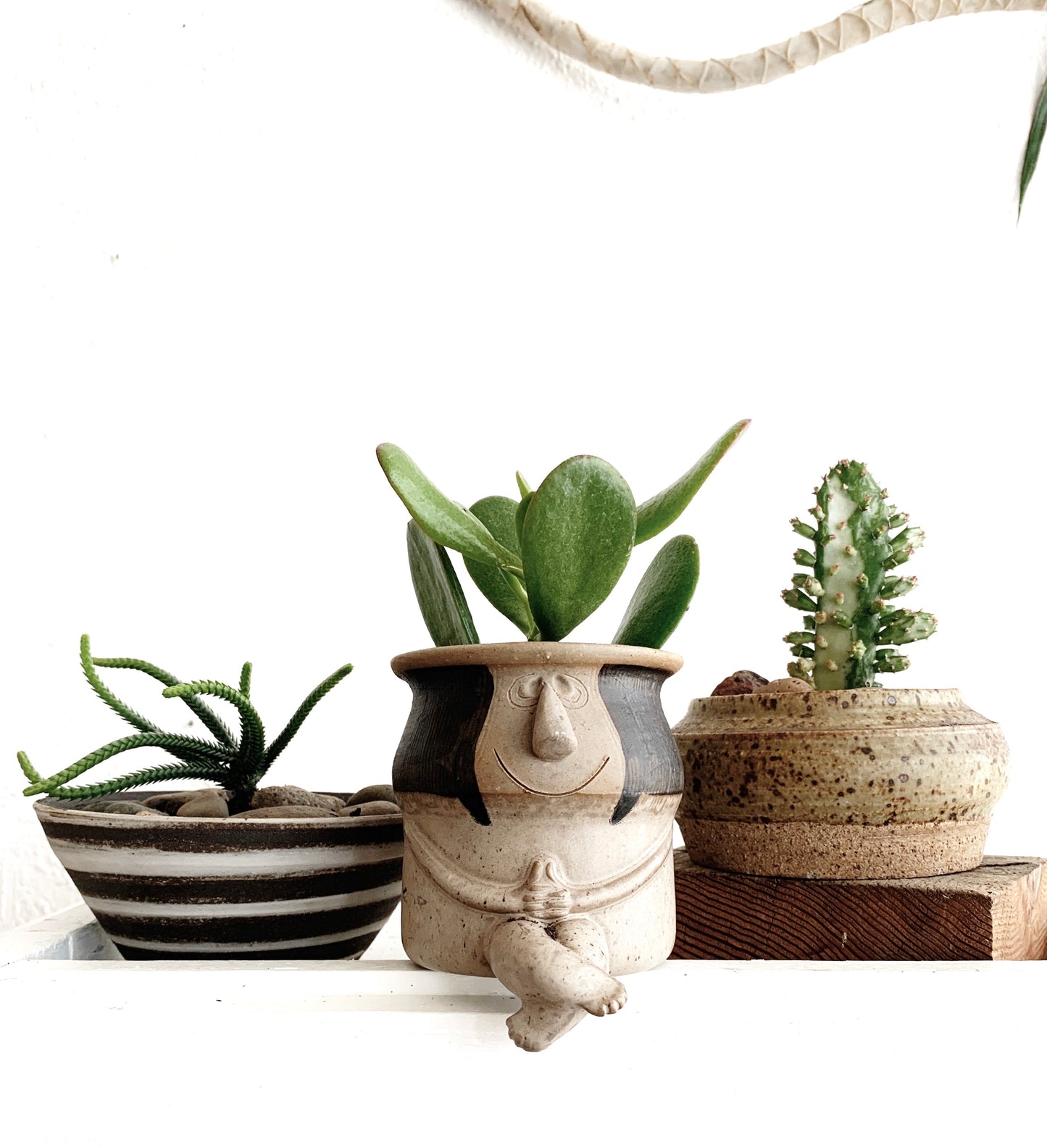 Small Potted Plant