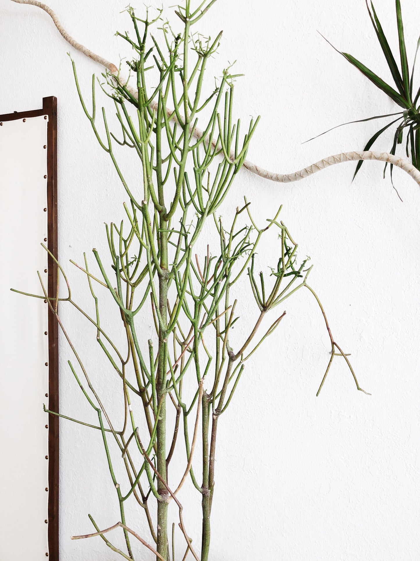 Euphorbia Tirucalli in Vintage Stoneware