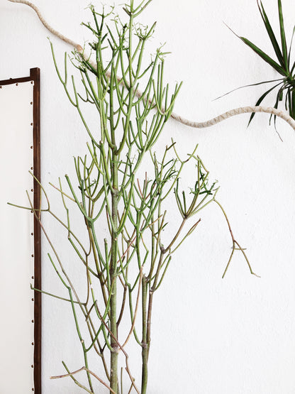 Euphorbia Tirucalli in Vintage Stoneware