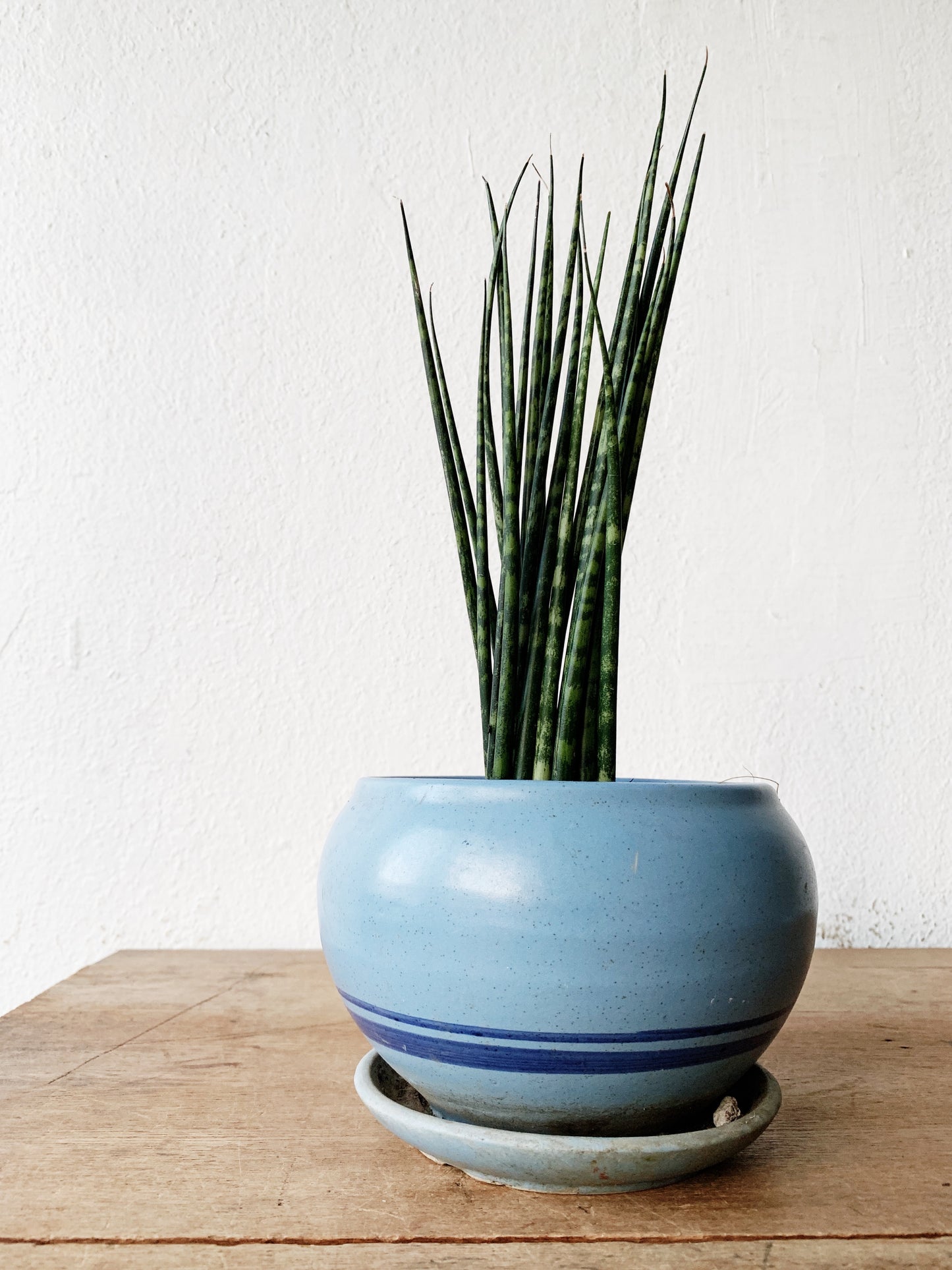 Sansevieria in Vintage Ceramic Tray Pot