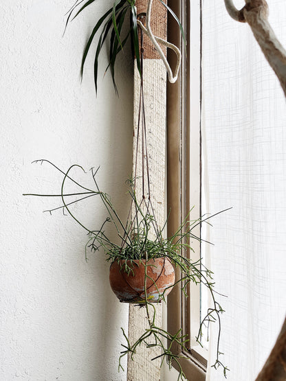 Rhipsalis in Vintage Clay