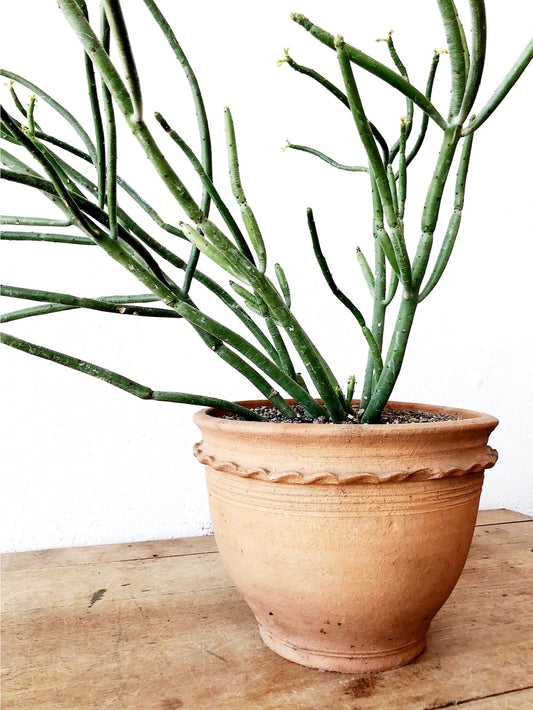 Large Euphorbia Tirucalli in Terra Cotta