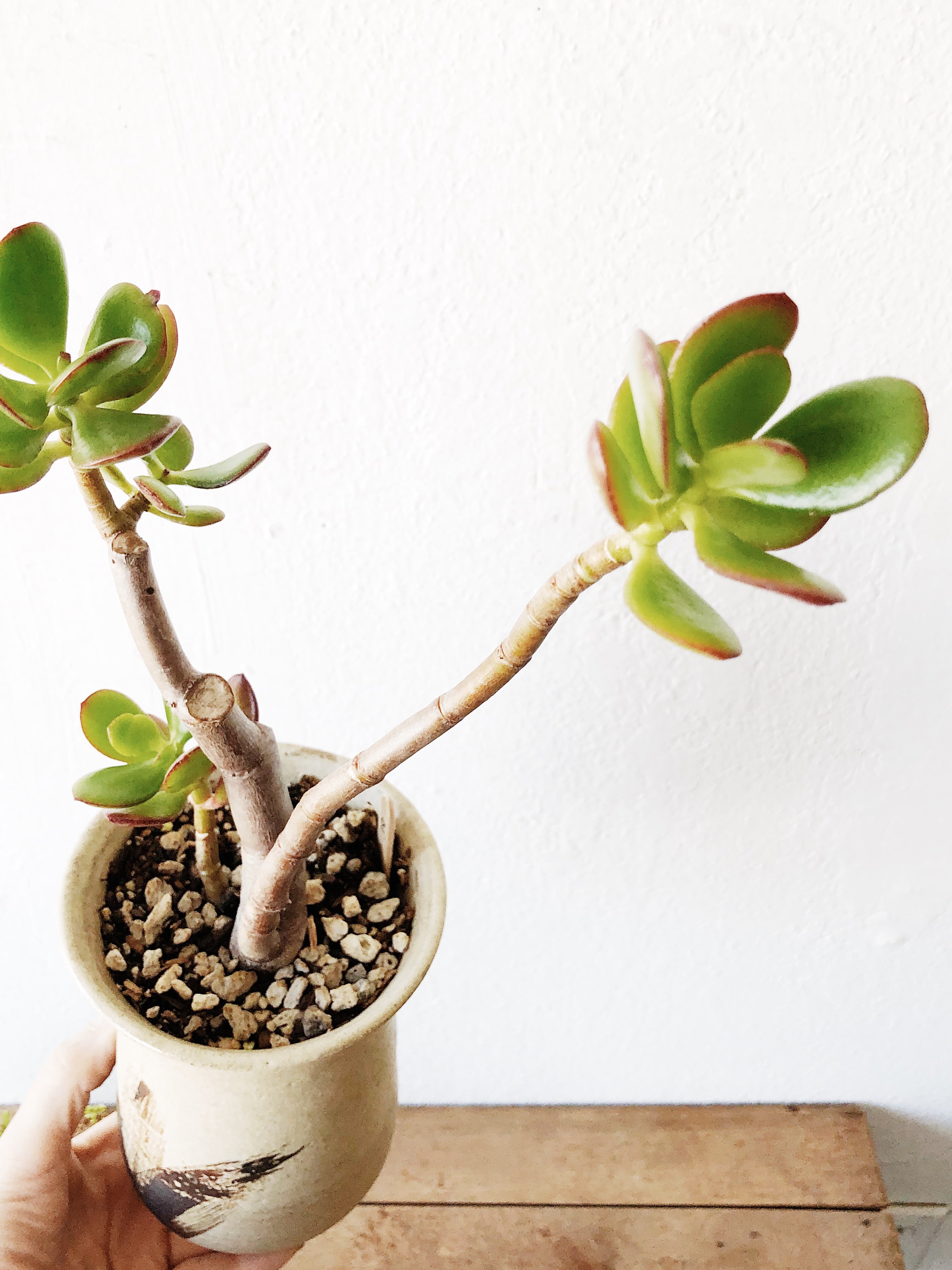 Succulent in Vintage Pottery - Thumbnail 2