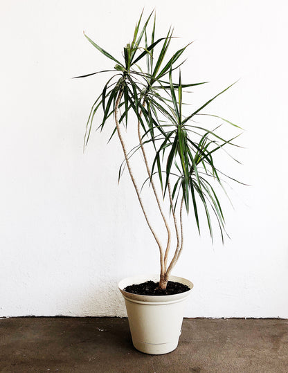 Large Dracaena Palm