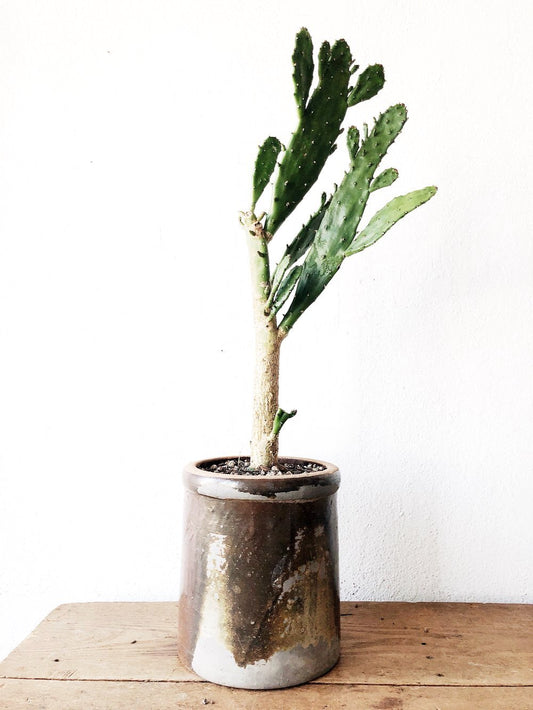 Tall Paddle Cactus in Salt Crock