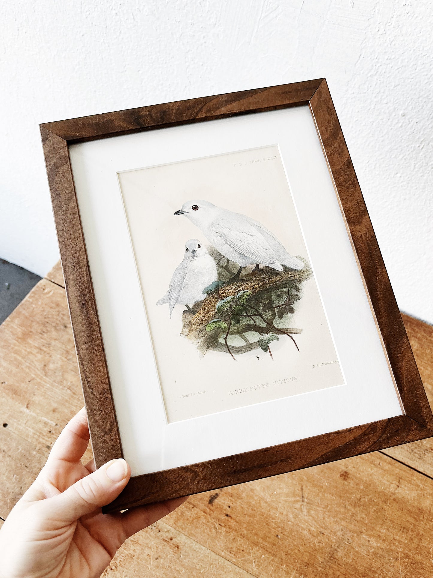 Antique Natural History Framed Print