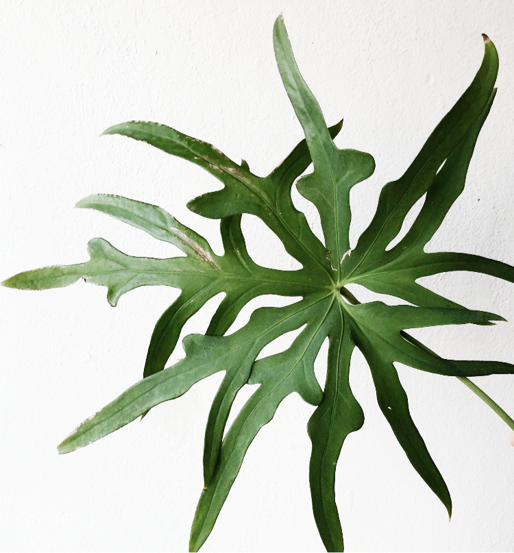 anthurium pedatum care Mature Anthurium Pedatum – Maven Collective