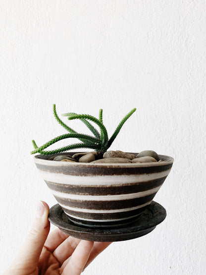 Small Potted Plant