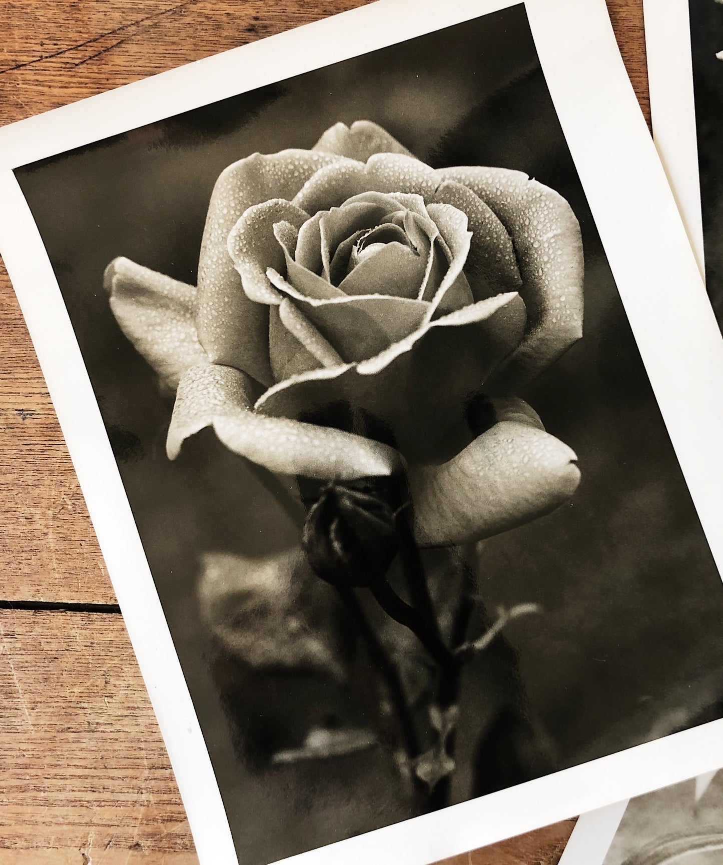Vintage Original Botanical Photograph