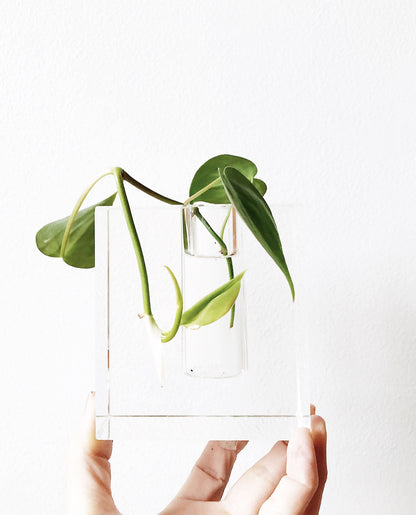 Modern Glass Propagation Vase