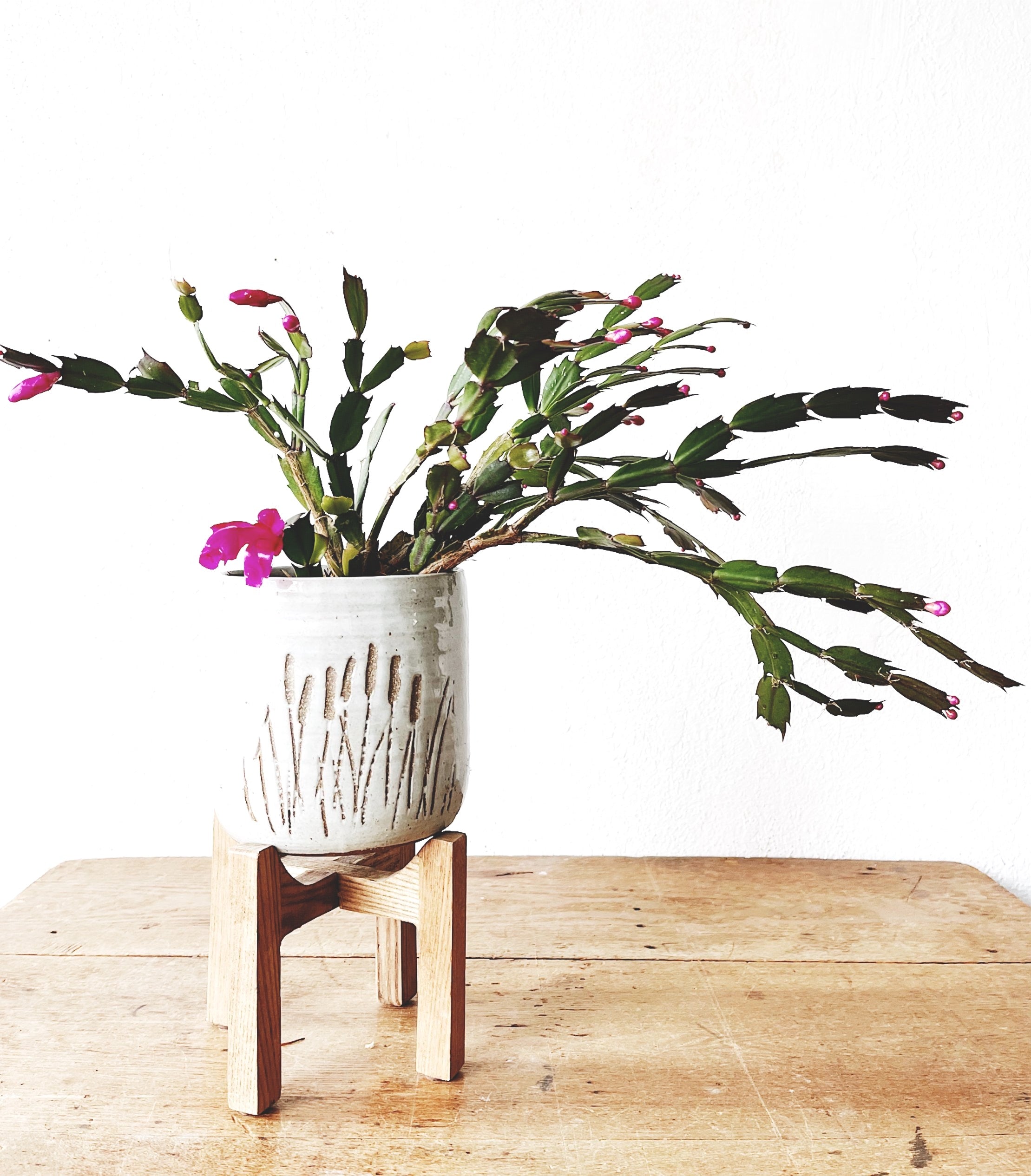 Christmas Cactus in Vintage Pottery - Thumbnail 2